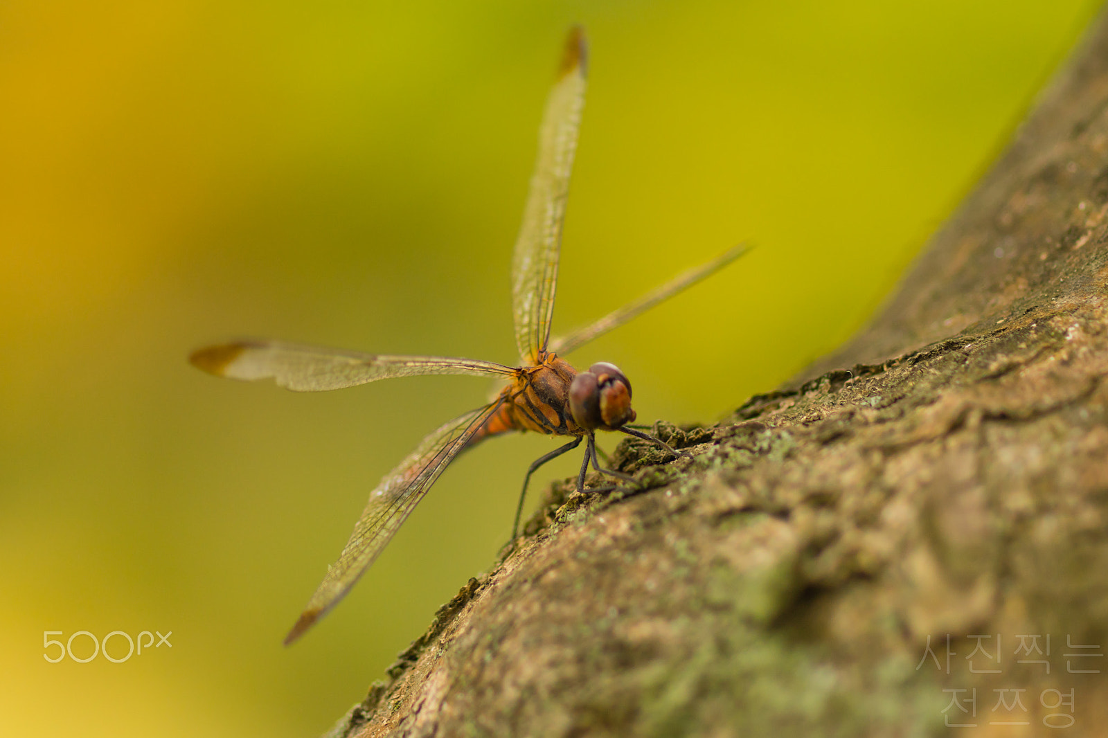 Sony a7 II + Sony 100mm F2.8 Macro sample photo. Sau một chuy tìm chú em đã lọt vào ống kính photography