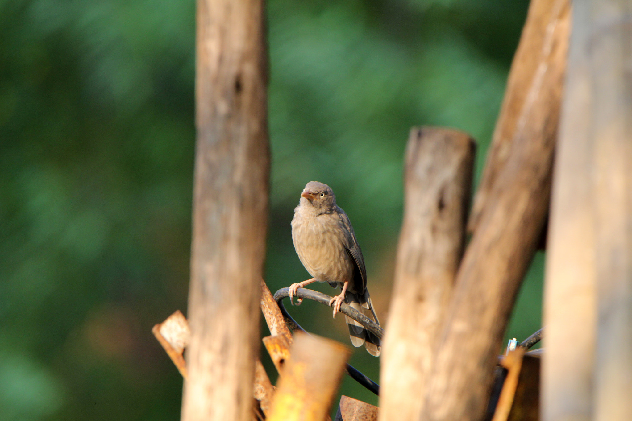 Tamron SP 150-600mm F5-6.3 Di VC USD sample photo. Tamron test of lens photography