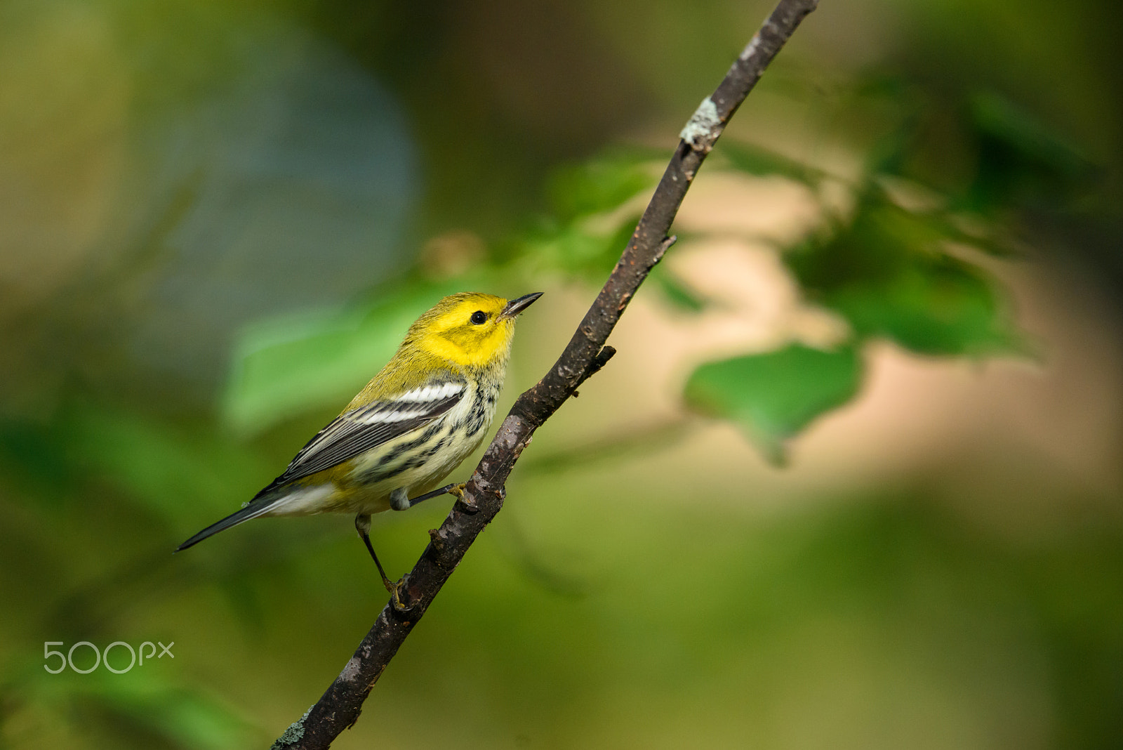 Nikon AF-S Nikkor 500mm F4E FL ED VR sample photo. Black throated green warbler photography