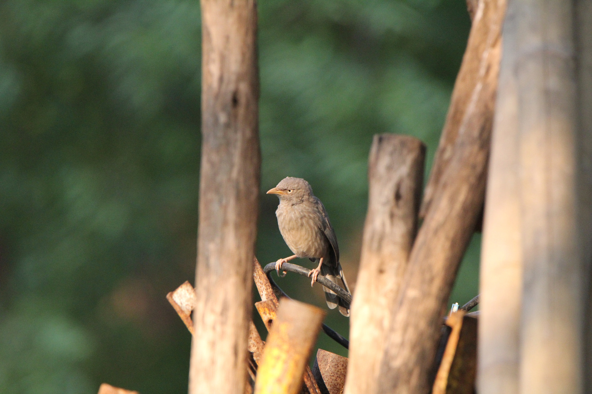 Tamron SP 150-600mm F5-6.3 Di VC USD sample photo. Tamron test of lens photography