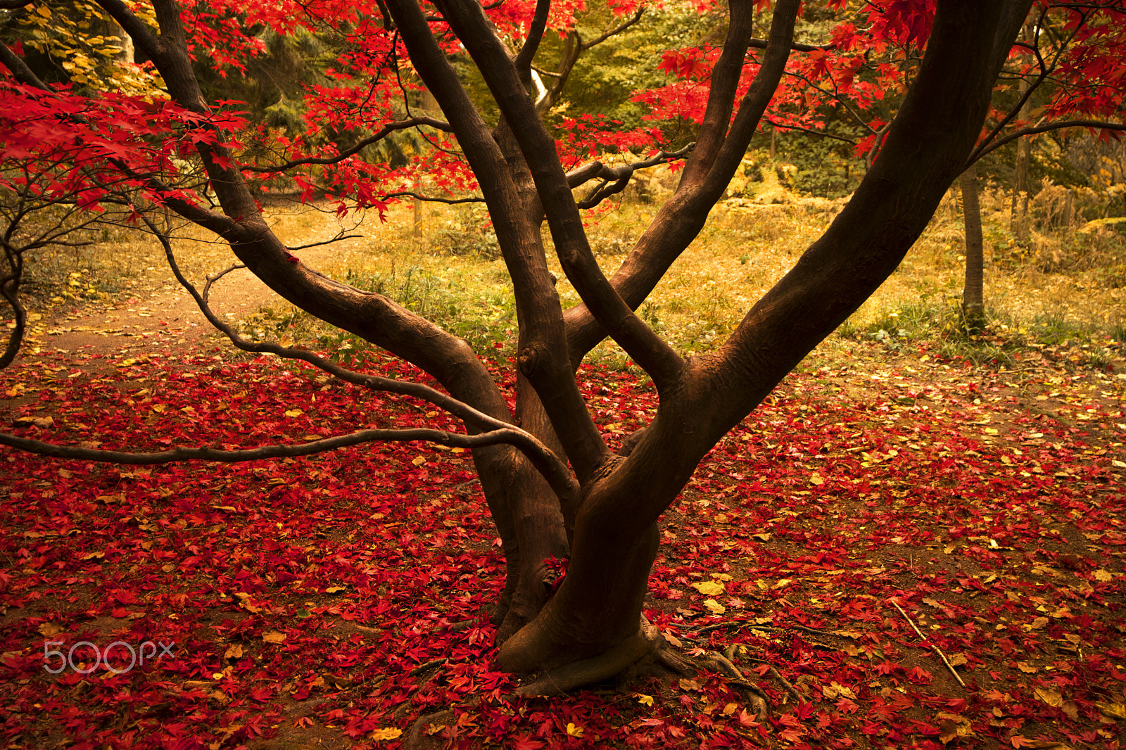 Nikon D500 sample photo. Admiring autumn photography