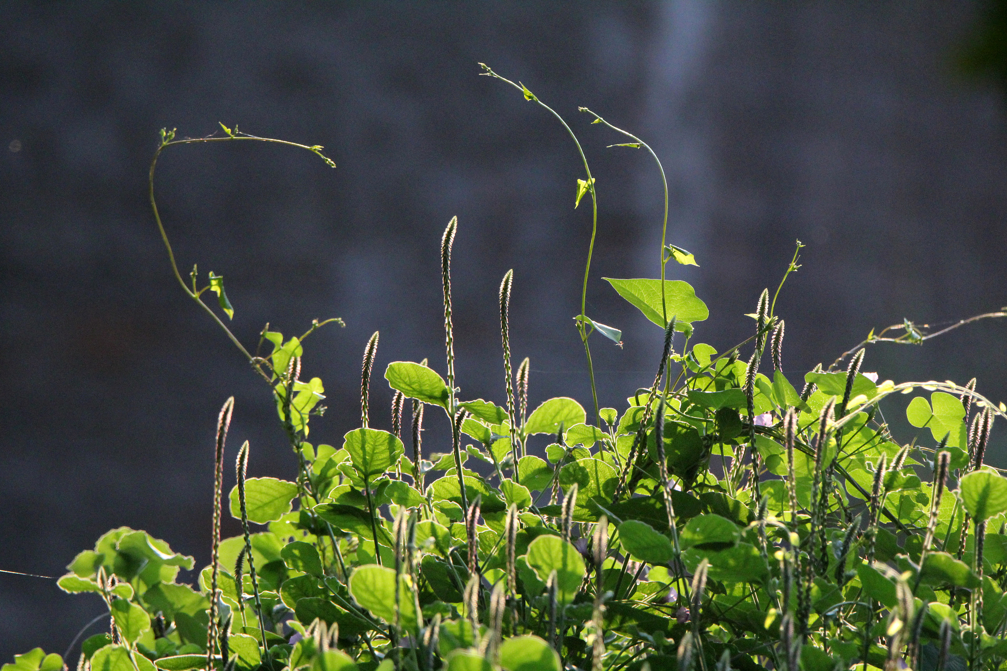 Tamron SP 150-600mm F5-6.3 Di VC USD sample photo. Img photography