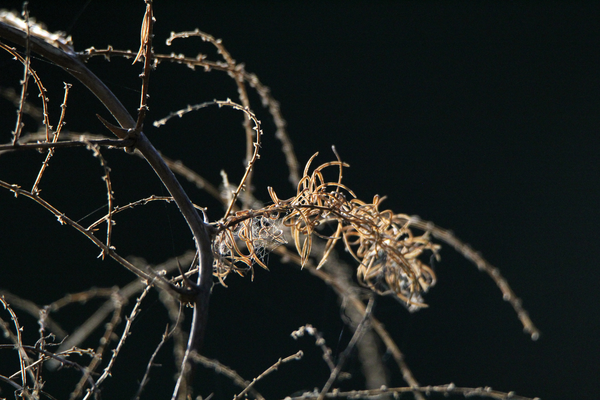 Tamron SP 150-600mm F5-6.3 Di VC USD sample photo. Img photography
