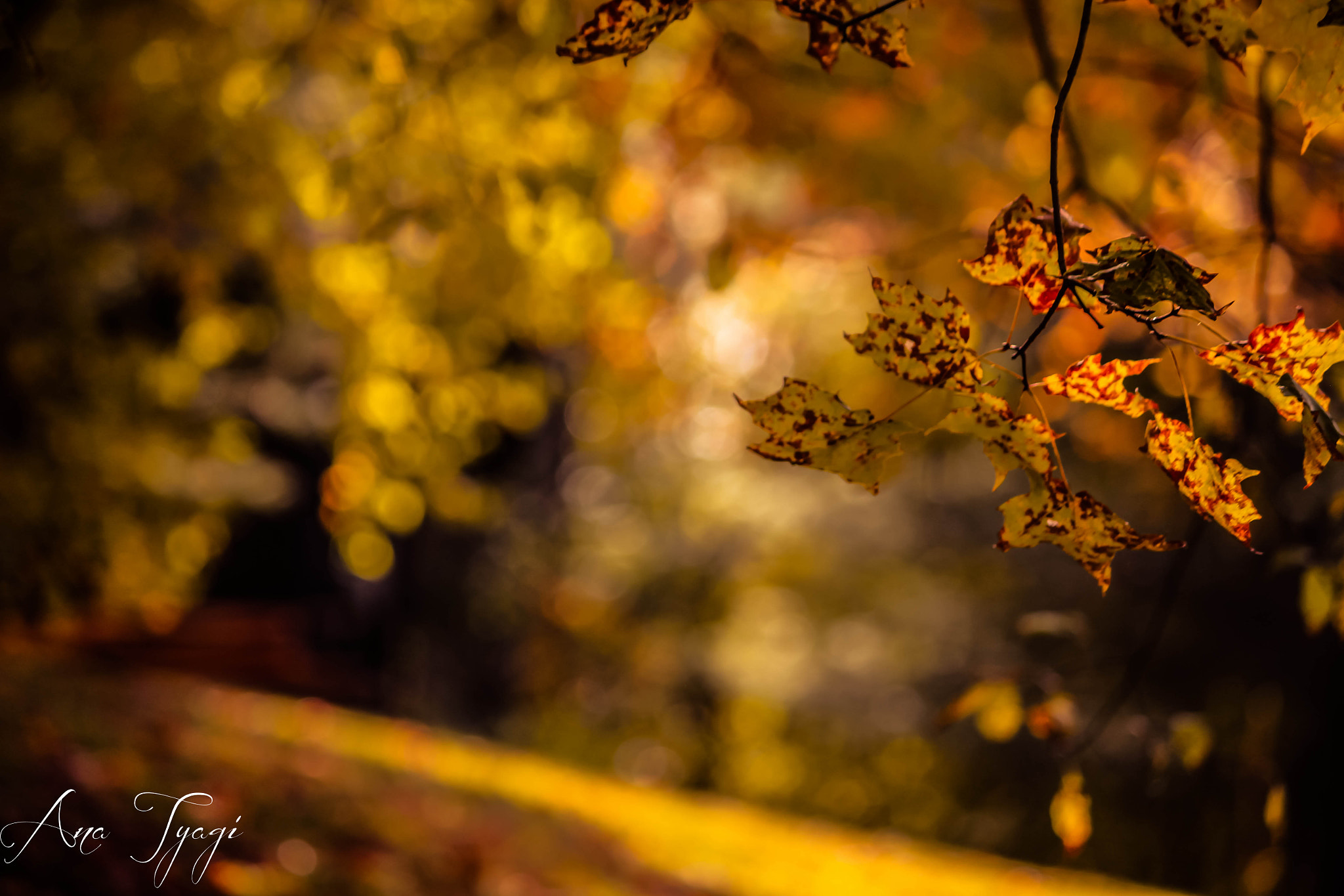 Canon EOS 650D (EOS Rebel T4i / EOS Kiss X6i) sample photo. And then fall came to town.... photography