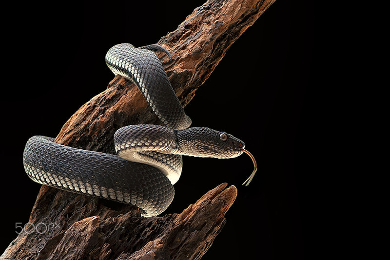 Sigma 70-300mm F4-5.6 APO DG Macro sample photo. Mangrove pit viper - purpureomaculatus photography