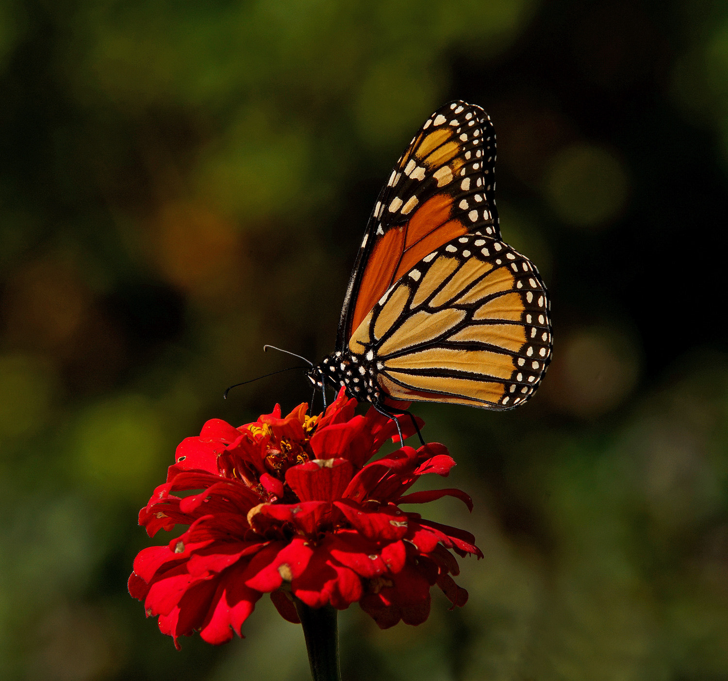 70-200mm F2.8 G SSM OSS II sample photo. Monarch and throne photography