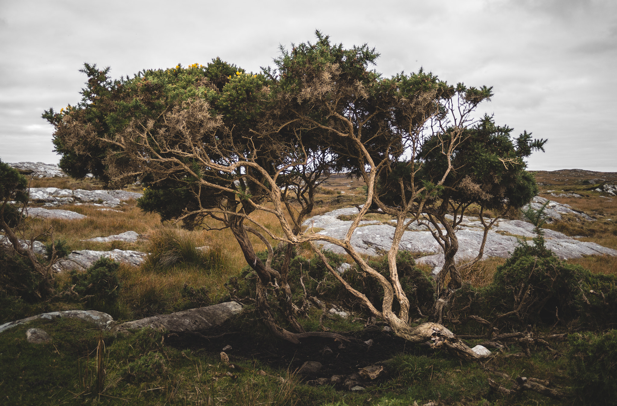 Olympus OM-D E-M5 II + Panasonic Lumix G 14mm F2.5 ASPH sample photo. Shrub in the connemara, ireland photography