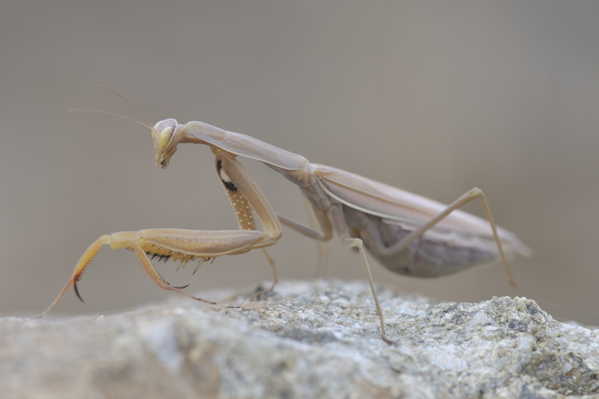 Nikon D300 + Nikon AF-S Nikkor 300mm F4D ED-IF sample photo. Gottesanbeterin - mantis religiosa photography