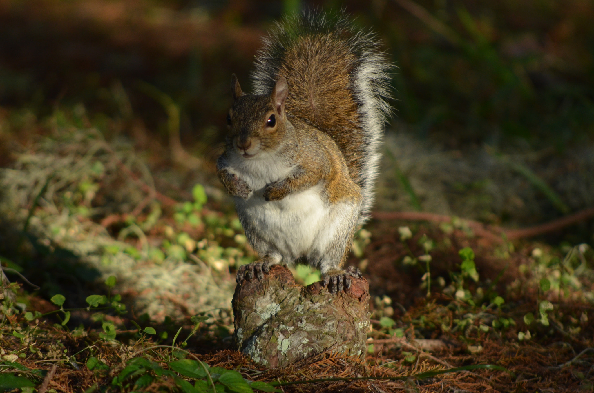 AF Nikkor 70-210mm f/4-5.6D sample photo. Watching the sunset photography