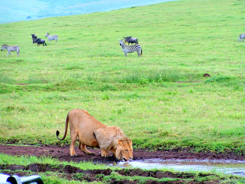 KONICA MINOLTA DiMAGE Z1 sample photo. Tanzanie-parc du gorongoro - lion assoiffé, zèbres et gnous pas trop tranquilles... photography