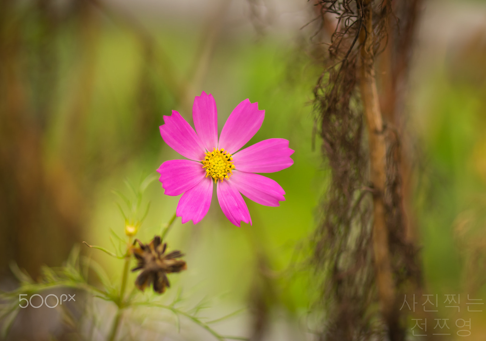 Sony a7 II + Sony 100mm F2.8 Macro sample photo. 코스모스 photography