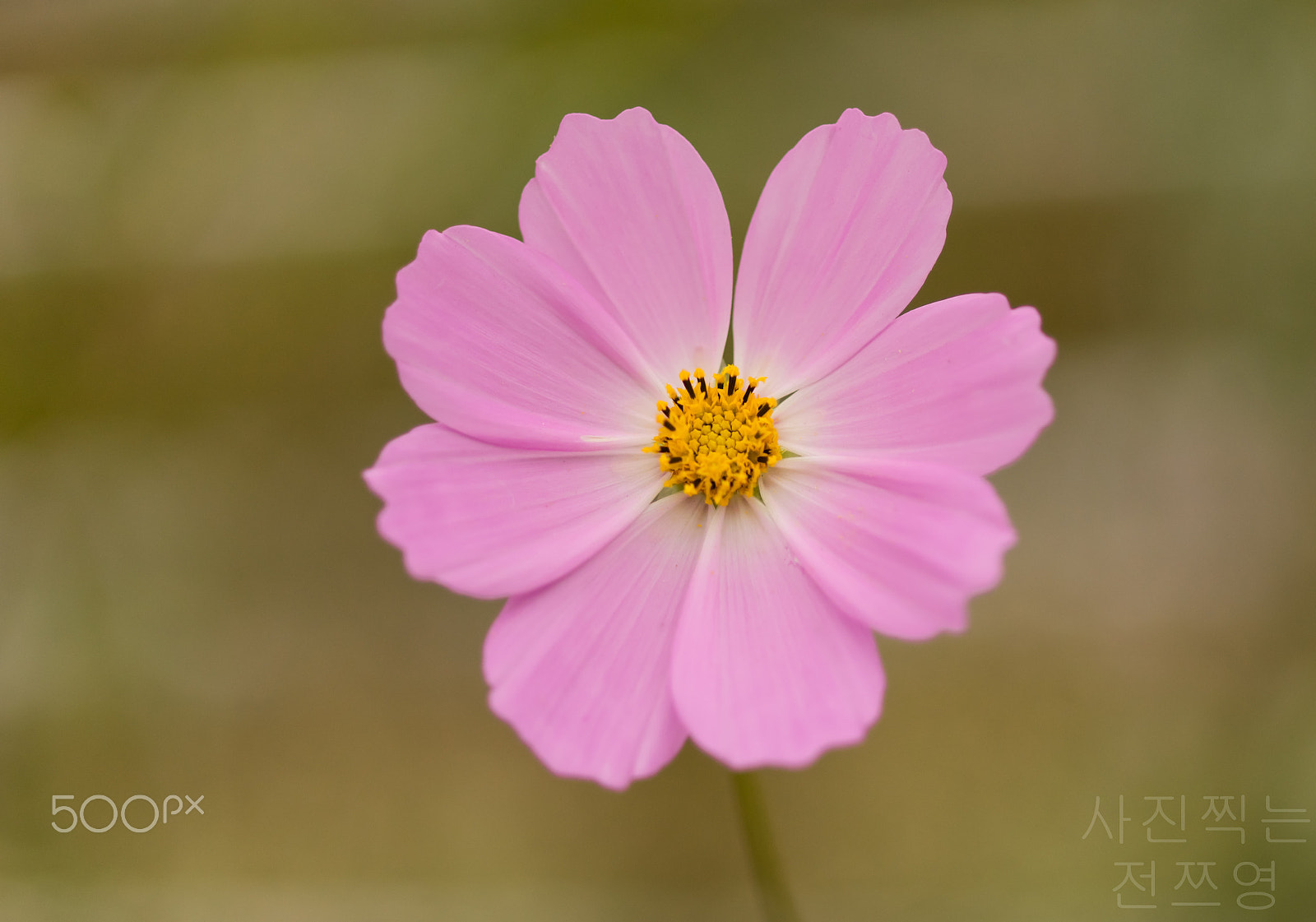 Sony 100mm F2.8 Macro sample photo. 코스모스 photography