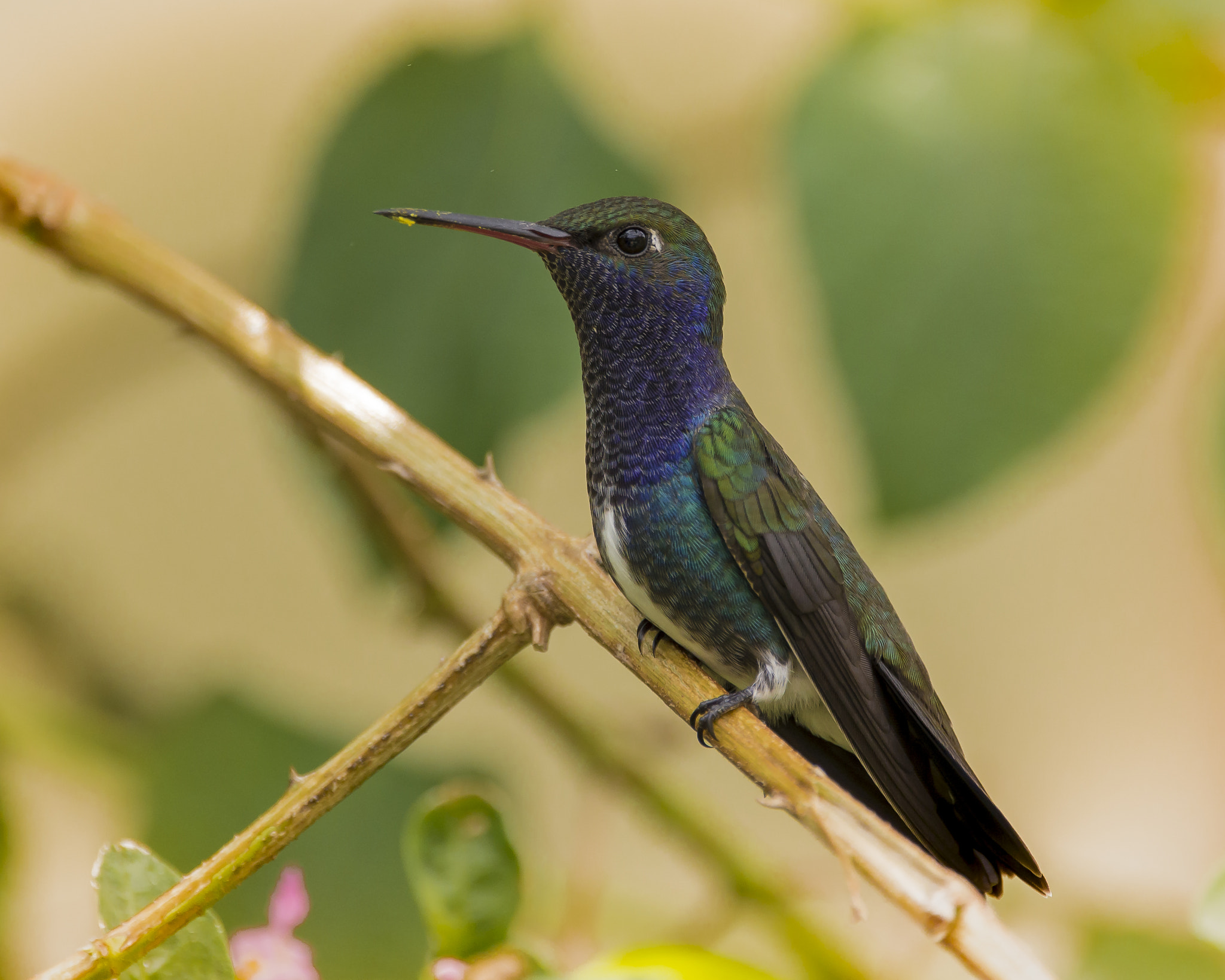 Sigma 150-600mm F5-6.3 DG OS HSM | C sample photo. Tom photography