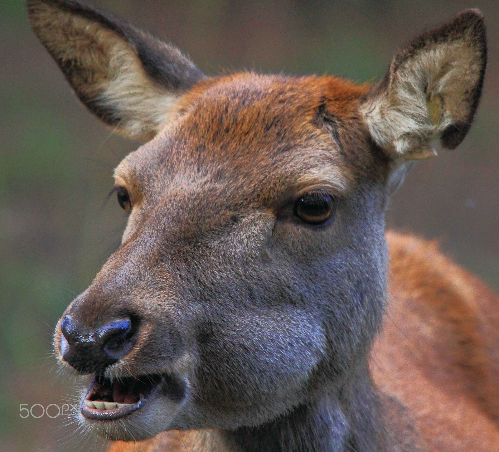 Sigma 150-500mm F5-6.3 DG OS HSM sample photo. Deer photography