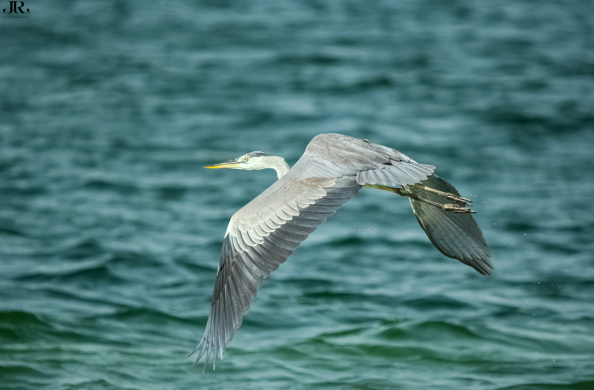 Sigma 150-500mm F5-6.3 DG OS HSM sample photo. Grey heron (ardea cinerea)
 photography