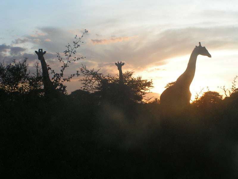 KONICA MINOLTA DiMAGE Z1 sample photo. Tanzanie-crépuscule sur la savane africaine avec ses girafes photography