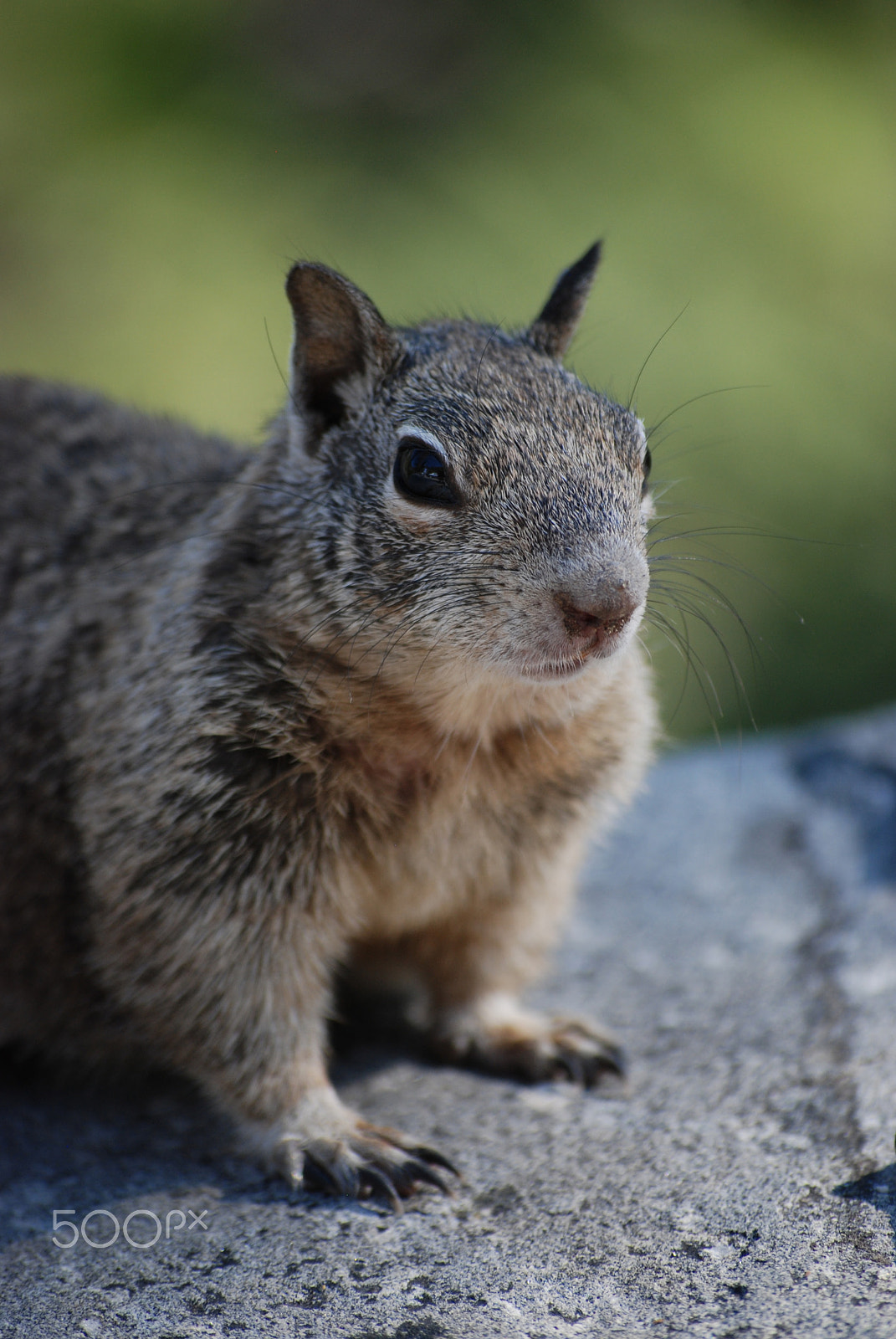 Nikon D80 sample photo. Furry squirrel photography