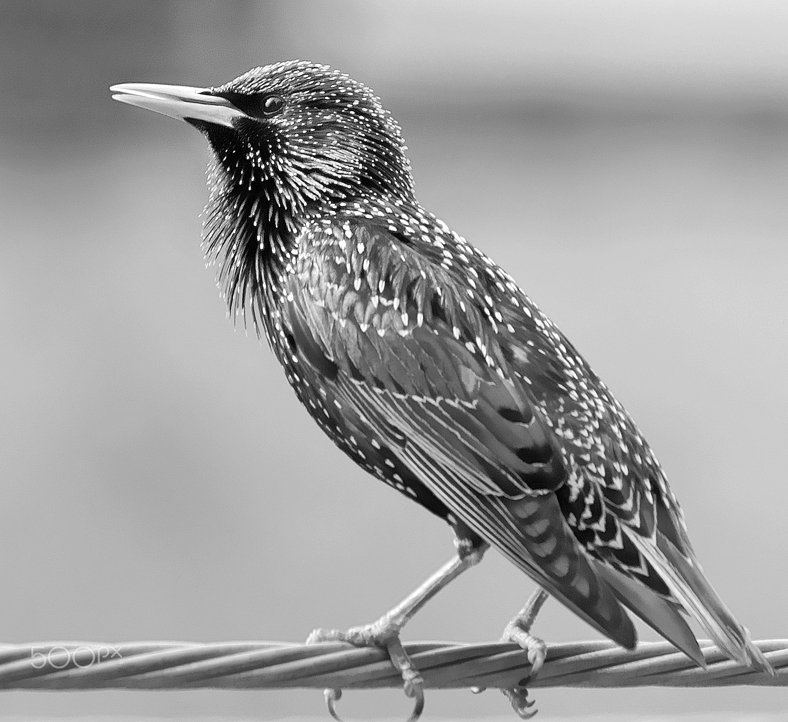Sony Alpha DSLR-A100 sample photo. Starling photography