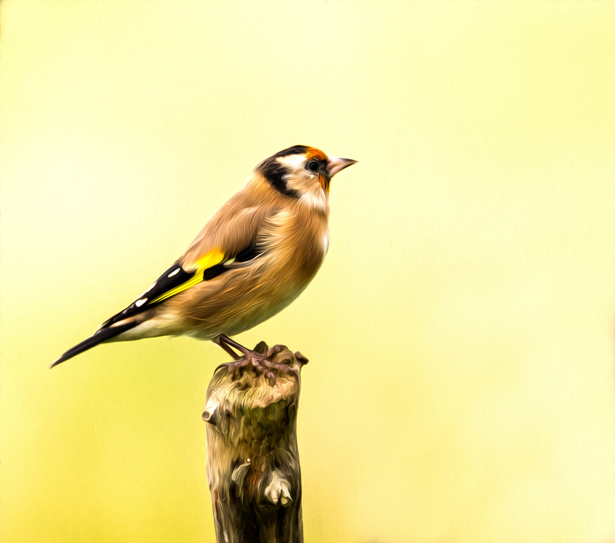 Nikon D800 sample photo. Goldfinch photography