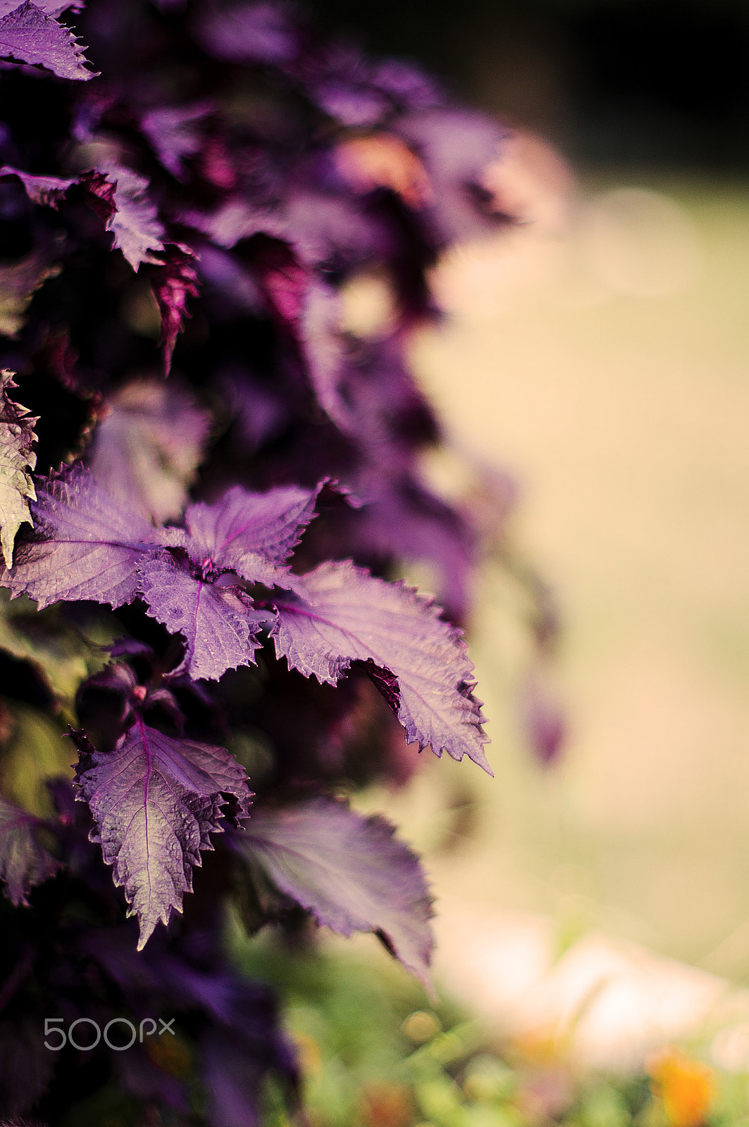 Sony SLT-A55 (SLT-A55V) + Sony 50mm F1.4 sample photo. Wild flower photography