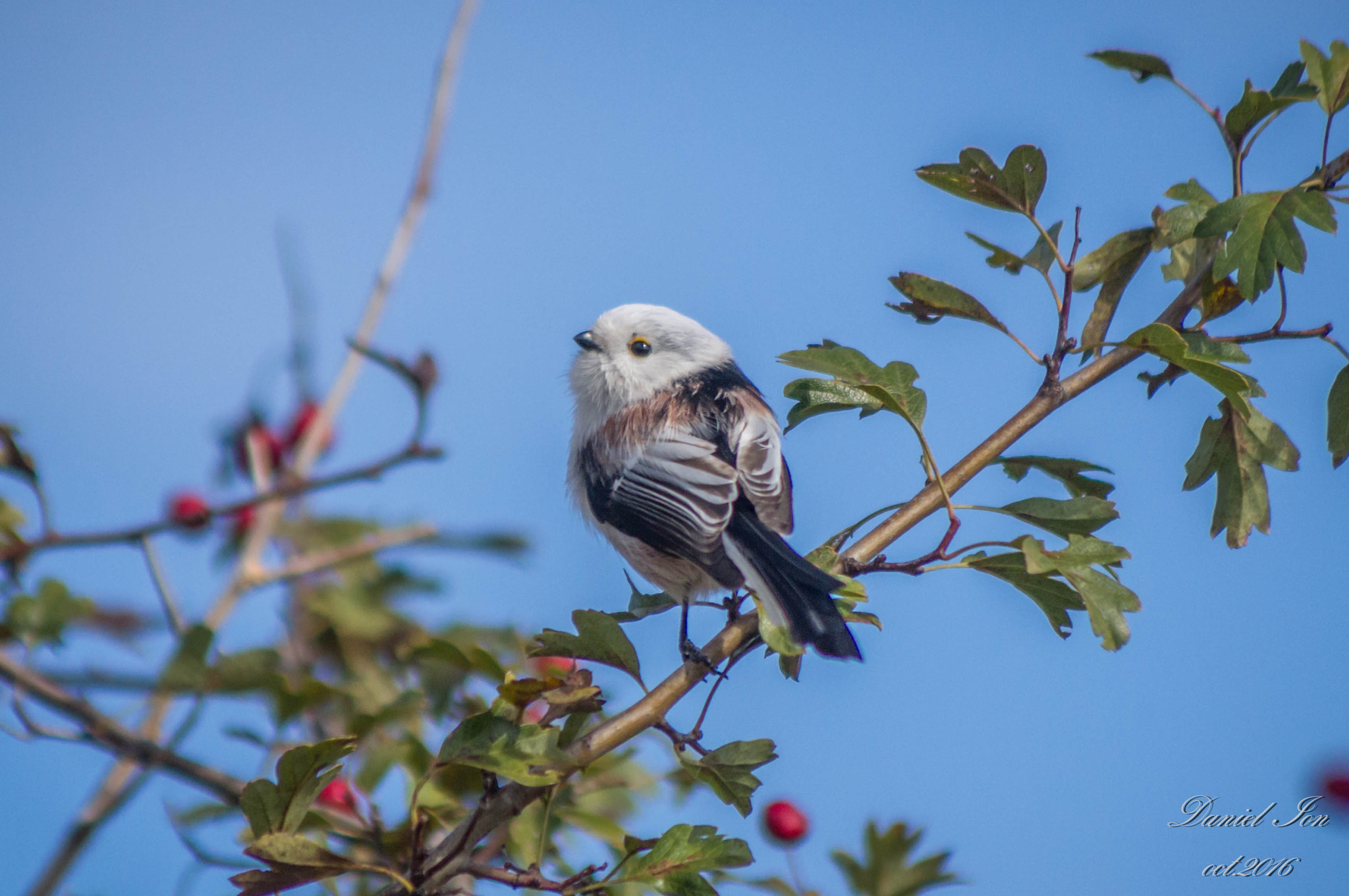 Pentax K-x + smc PENTAX-FA 80-320mm F4.5-5.6 sample photo. Aegithalos caudatus photography