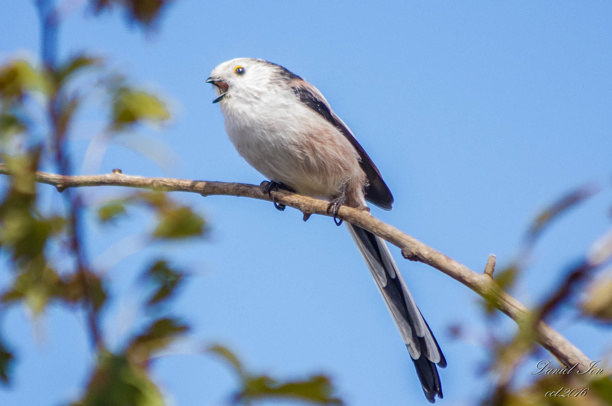 smc PENTAX-FA 80-320mm F4.5-5.6 sample photo. Aegithalos caudatus photography