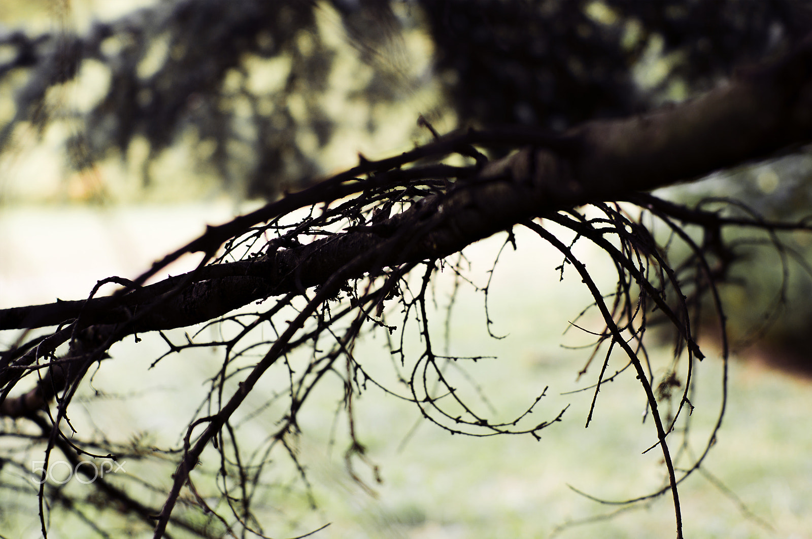 Sony 50mm F1.4 sample photo. Autumn branch photography
