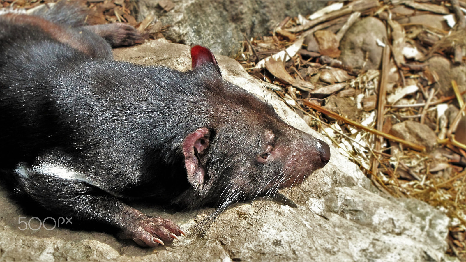 Canon PowerShot SX1 IS sample photo. Tasmanian devil "am i the last one?" photography