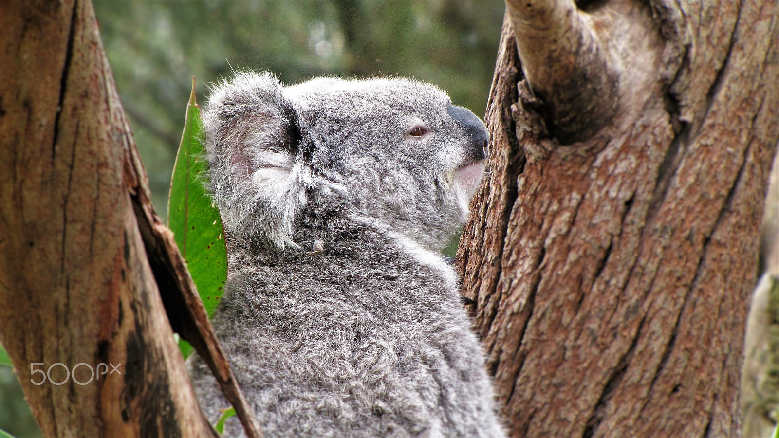 Canon PowerShot SX1 IS sample photo. Koala pondering about its future photography