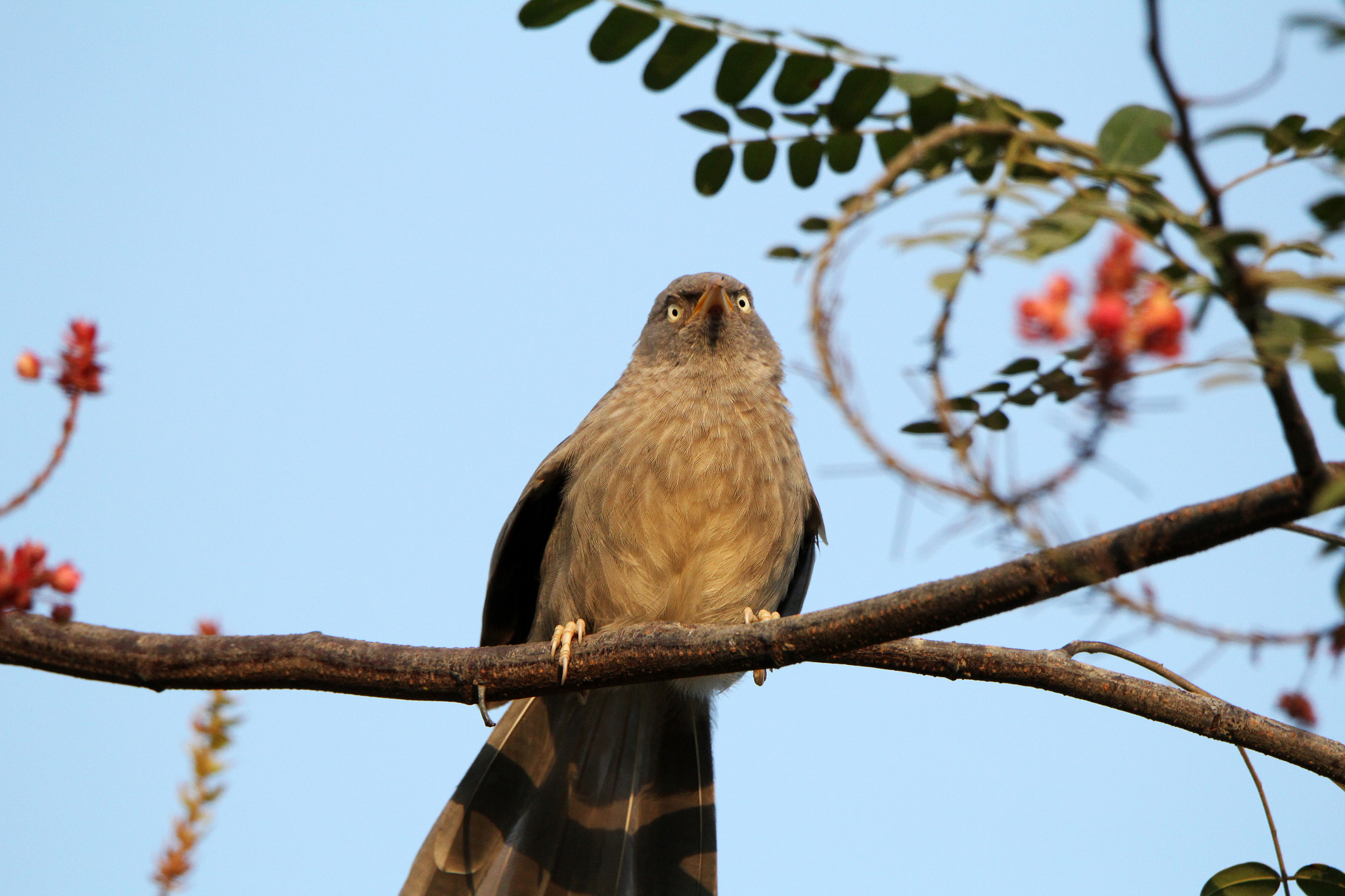 Tamron SP 150-600mm F5-6.3 Di VC USD sample photo. Colling... photography