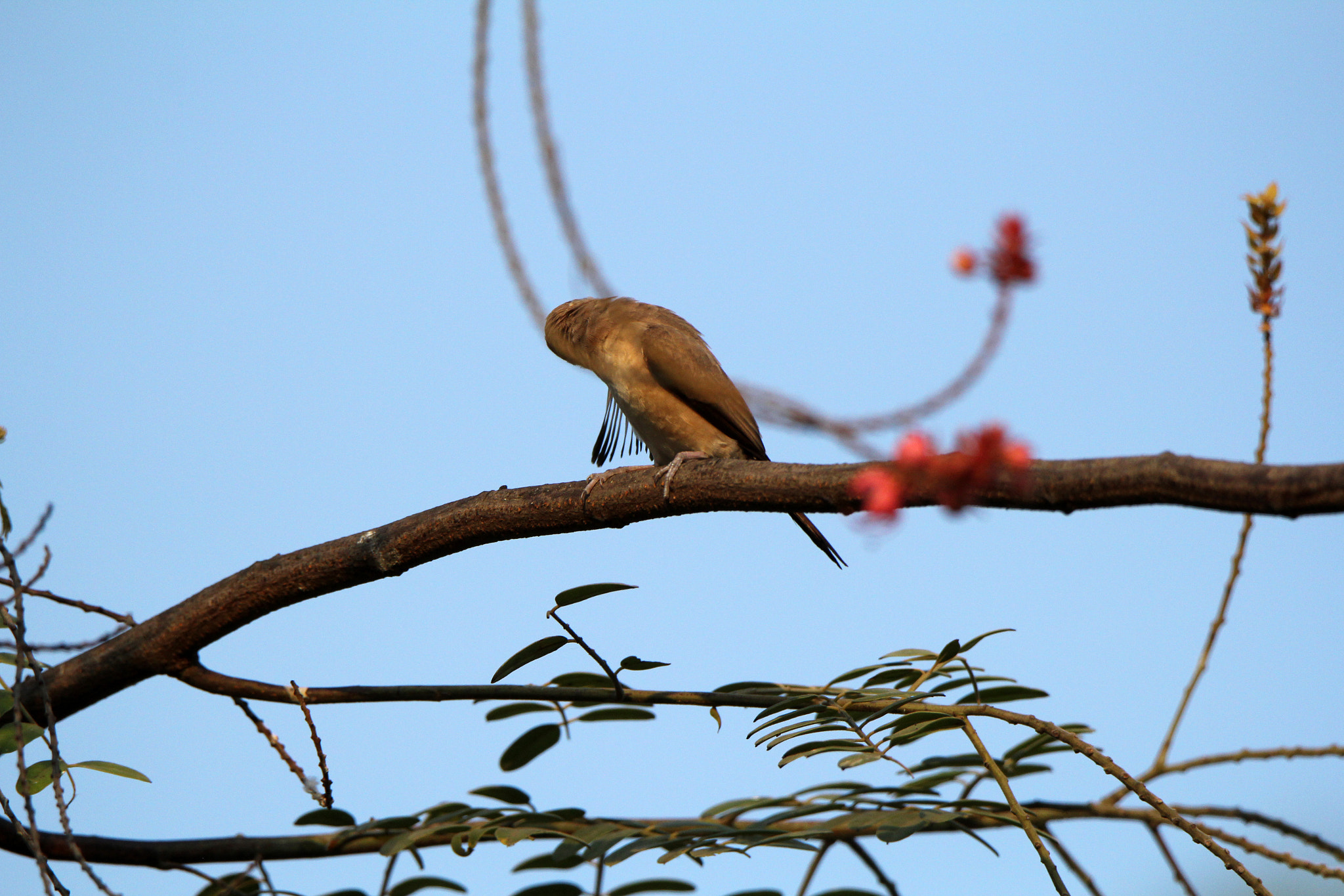 Tamron SP 150-600mm F5-6.3 Di VC USD sample photo. Img photography