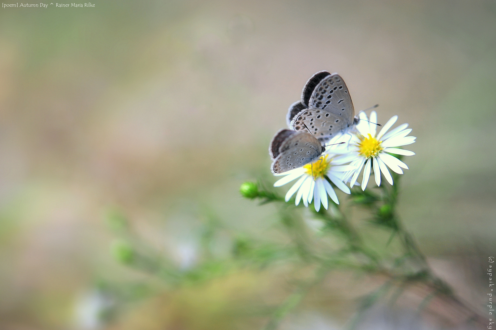 Nikon AF-S Micro-Nikkor 60mm F2.8G ED sample photo. Autumn day v photography