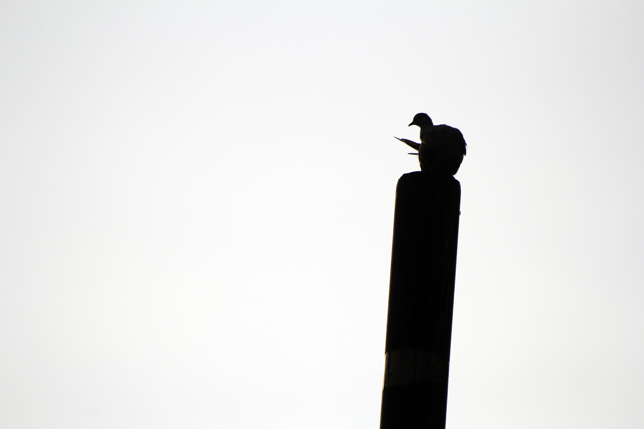 Tamron SP 150-600mm F5-6.3 Di VC USD sample photo. Img photography