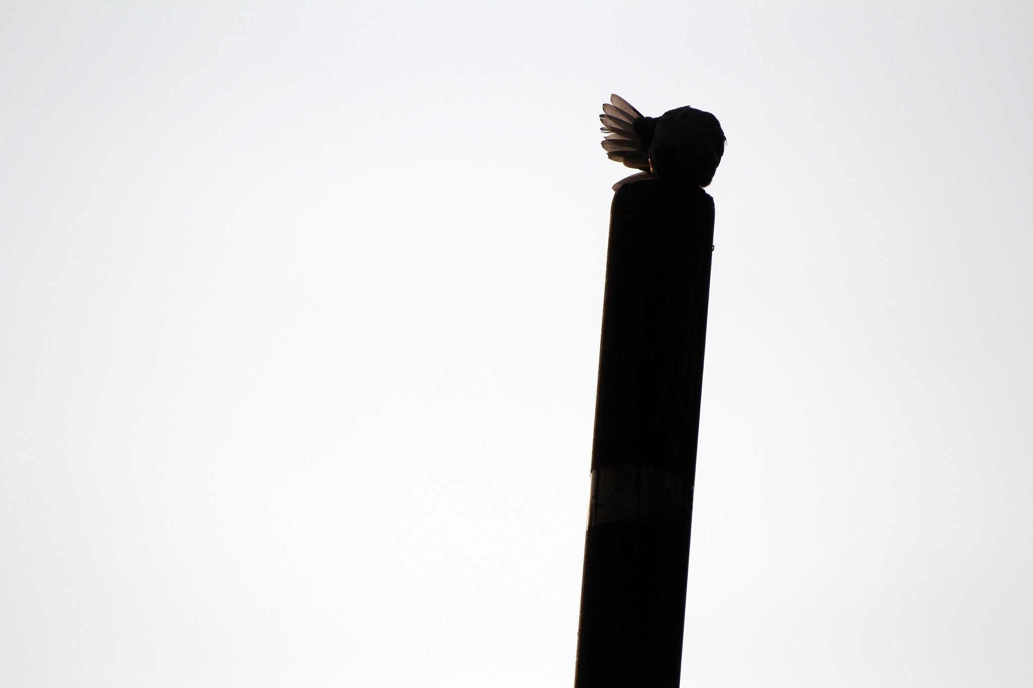 Tamron SP 150-600mm F5-6.3 Di VC USD sample photo. Img photography