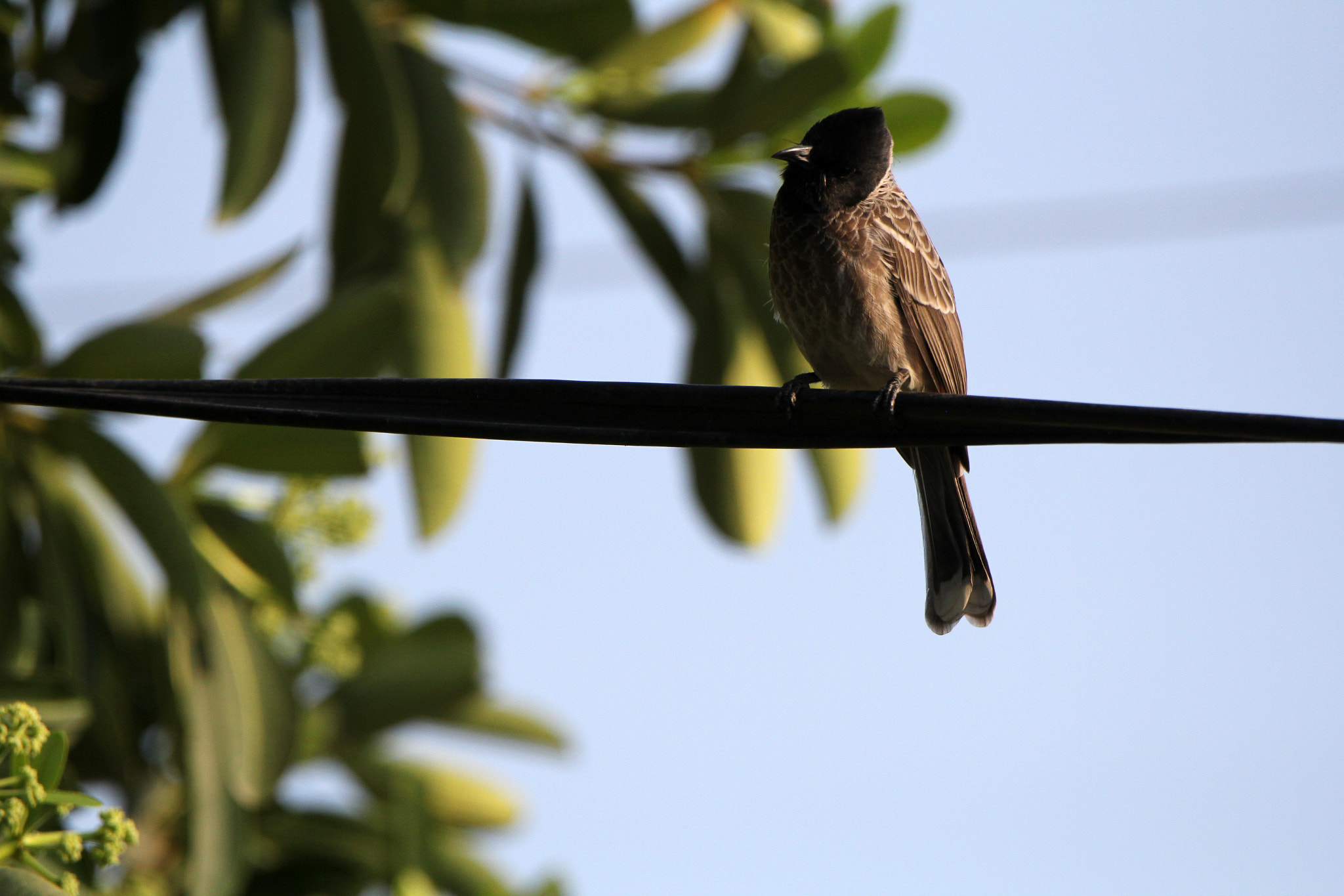 Tamron SP 150-600mm F5-6.3 Di VC USD sample photo. Img photography