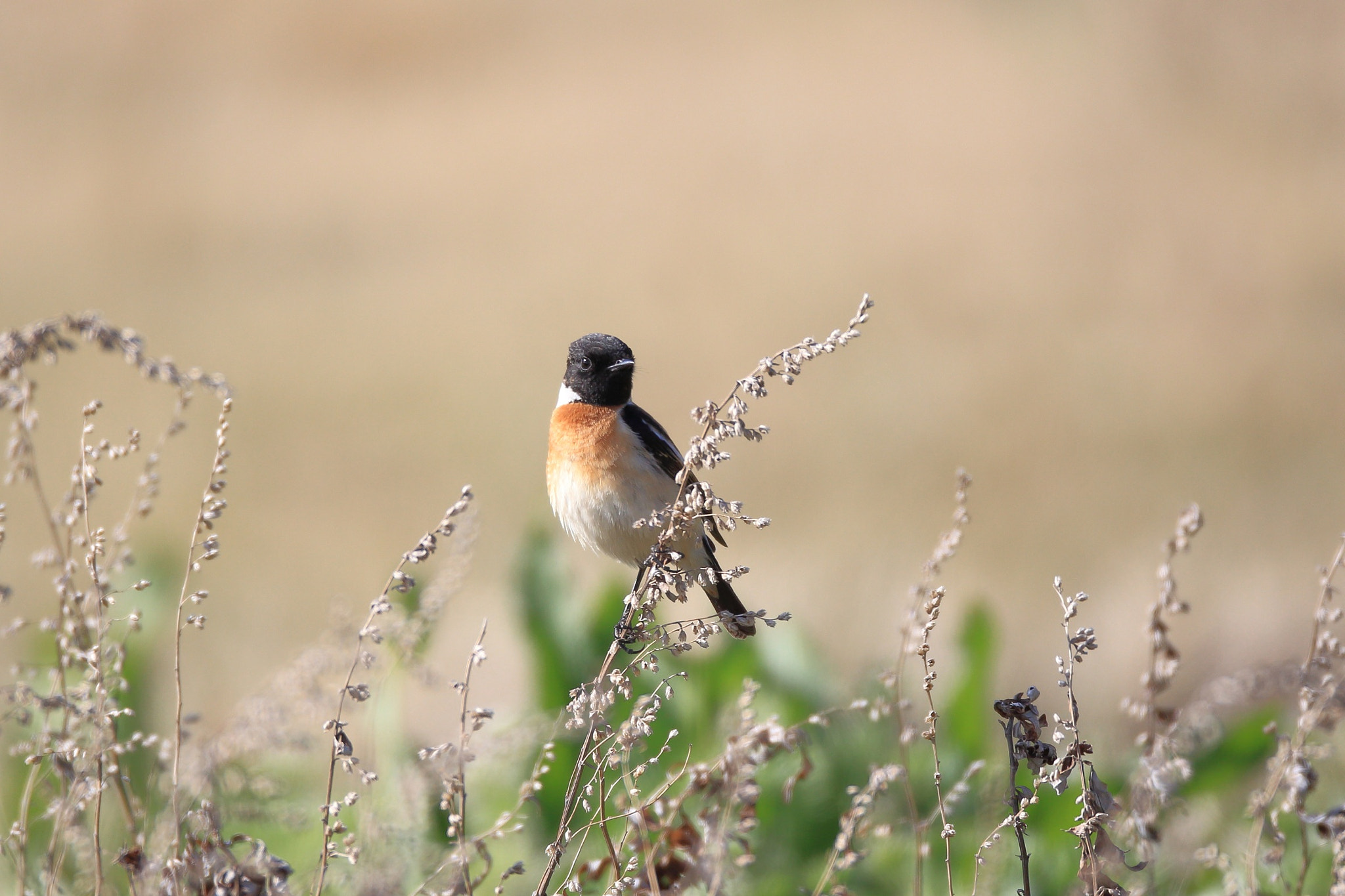 Canon EOS-1D Mark IV + Canon EF 800mm F5.6L IS USM sample photo. ノビタキ ポーズ– photography