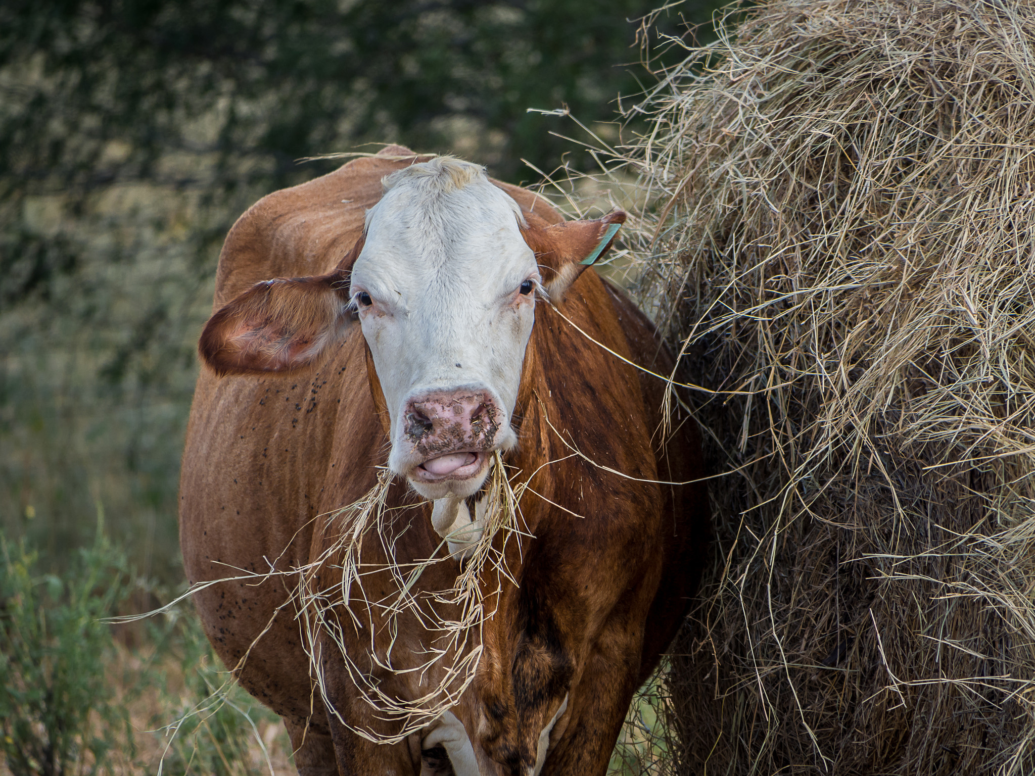 Olympus OM-D E-M10 sample photo. Lunch time at the farm photography