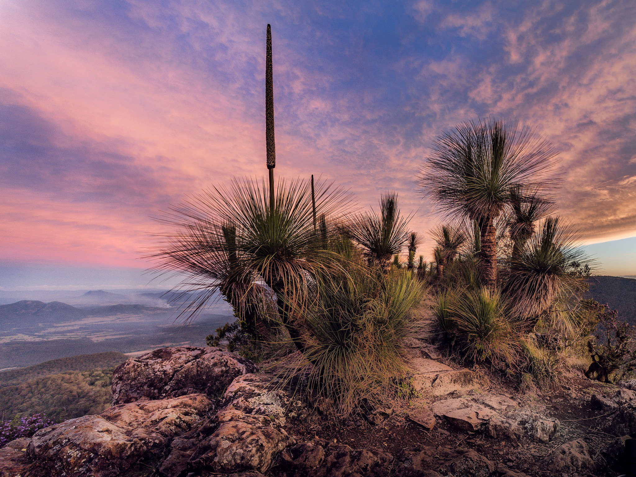 Nikon D810 + Nikon AF Nikkor 14mm F2.8D ED sample photo. Grass trees on mt mitchell 2 photography