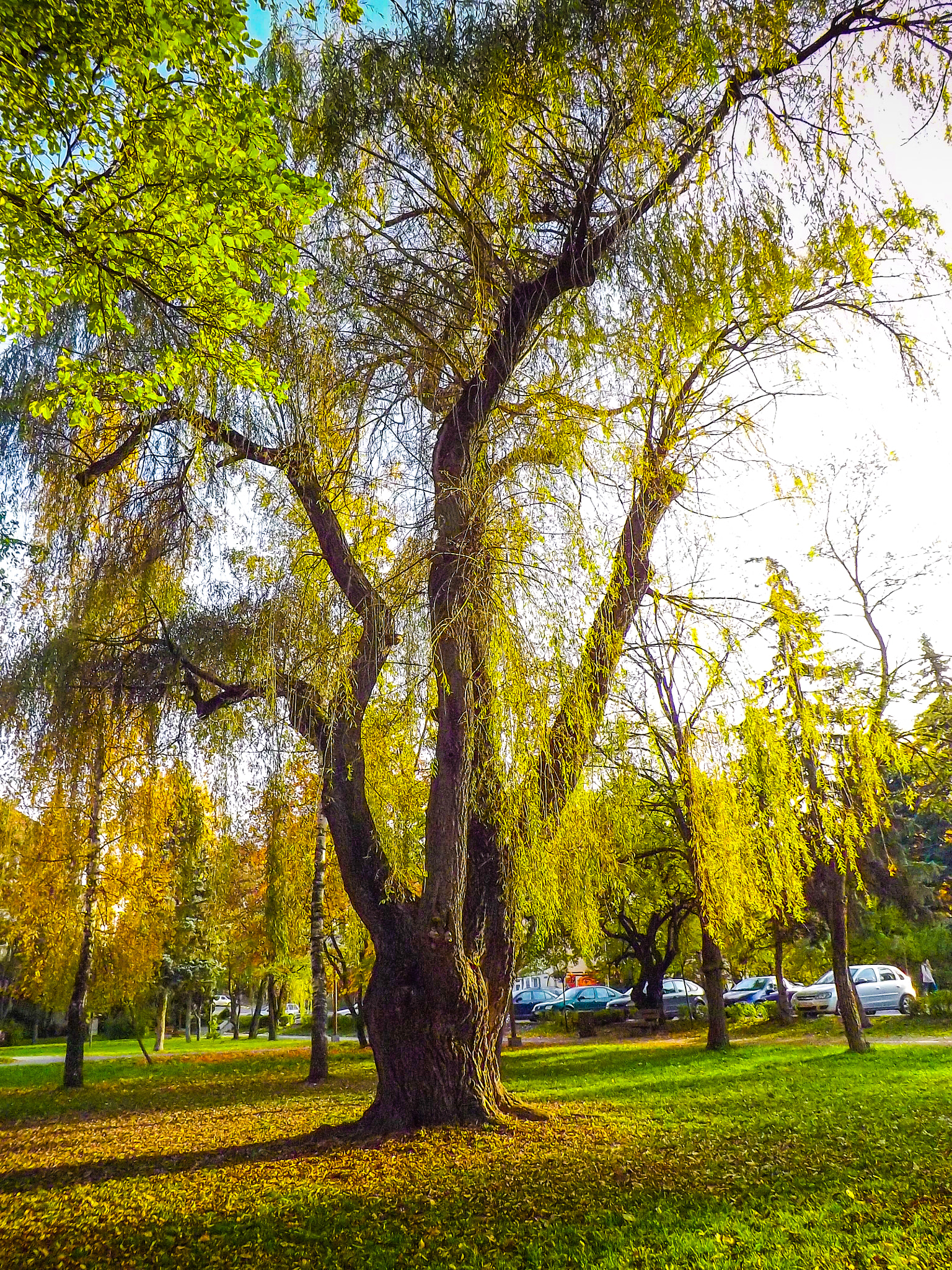 Fujifilm FinePix S4900 sample photo. Autumn tree photography