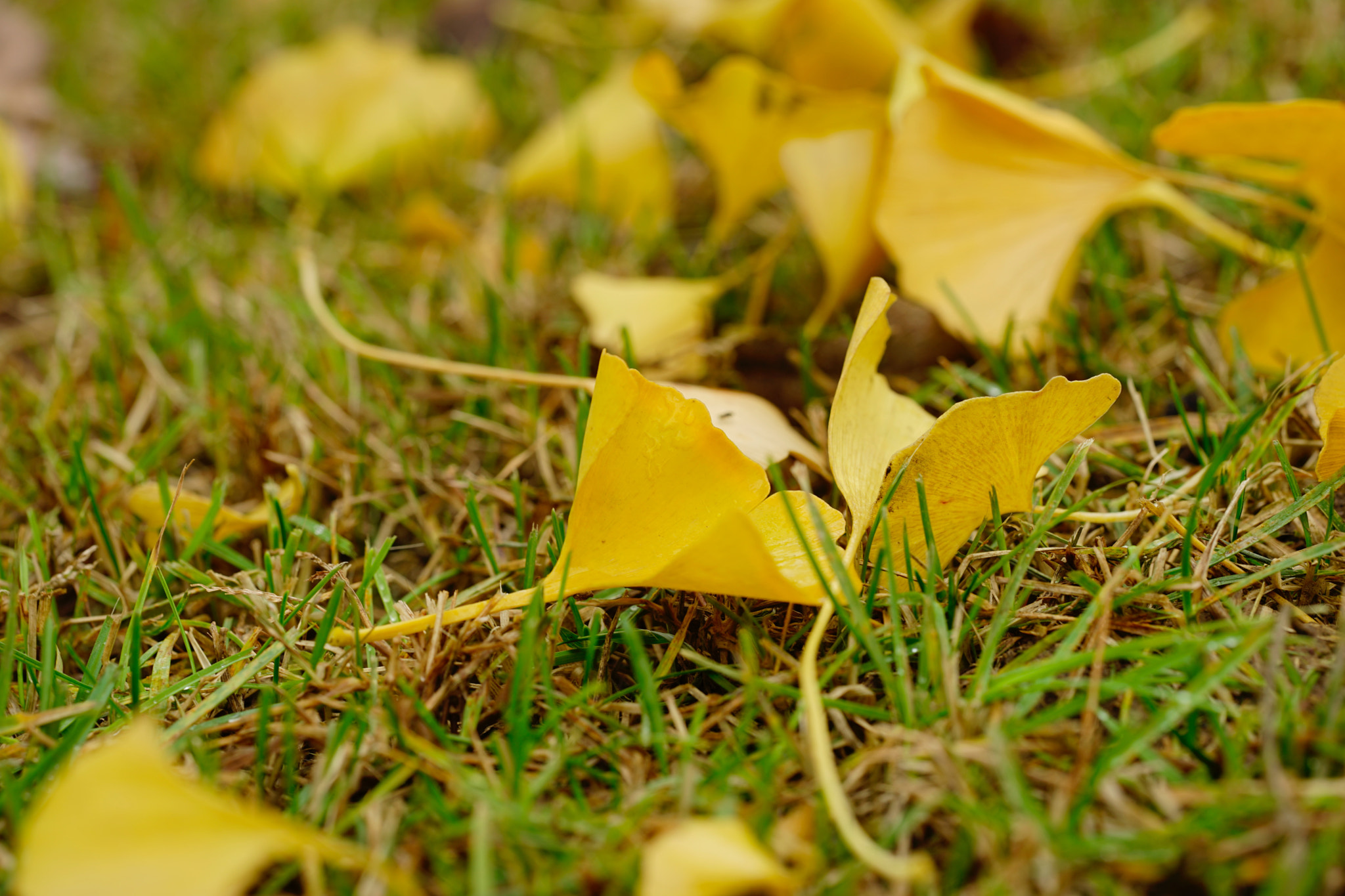 Sony a7 II + Sony FE 90mm F2.8 Macro G OSS sample photo. 秋风扫落叶 photography