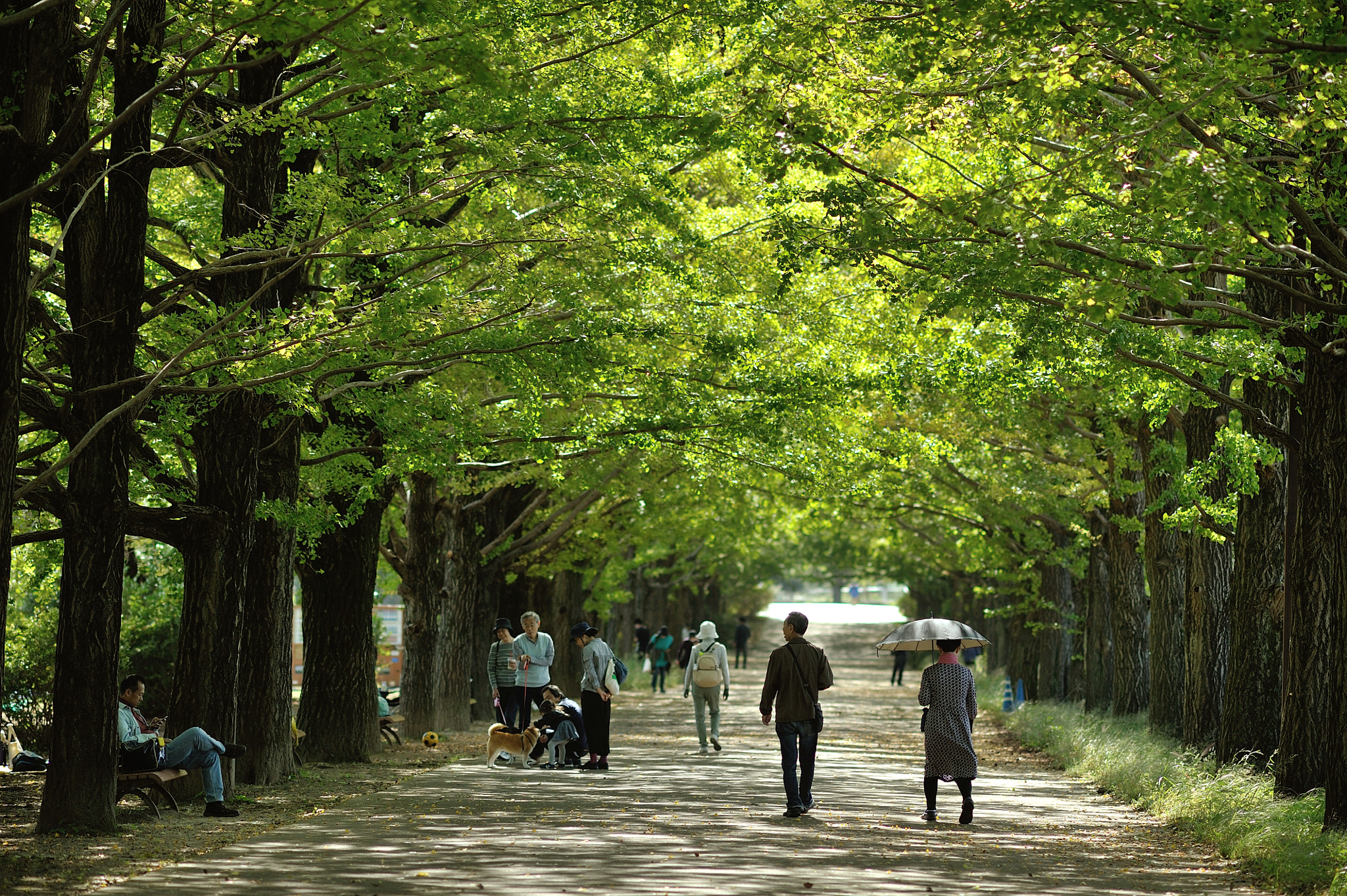 AF DC-Nikkor 135mm f/2D sample photo. The scent of ginkgoes photography