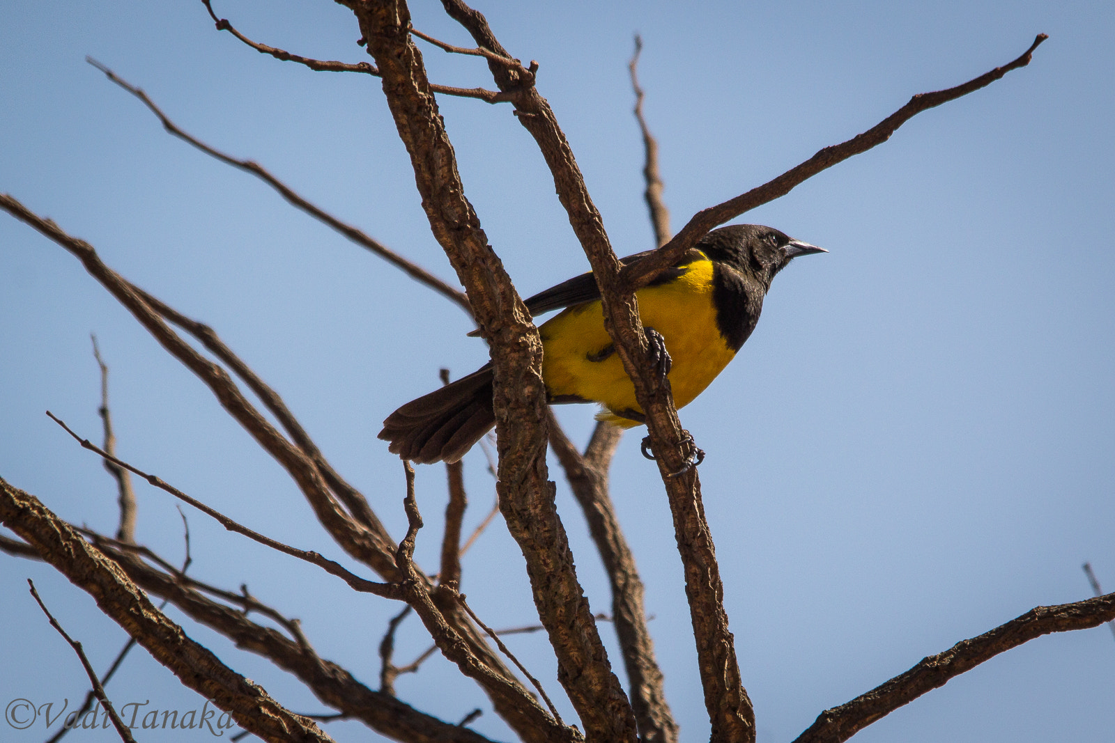 Sigma 150-500mm F5-6.3 DG OS HSM sample photo. Yellow-rumped marshbird photography