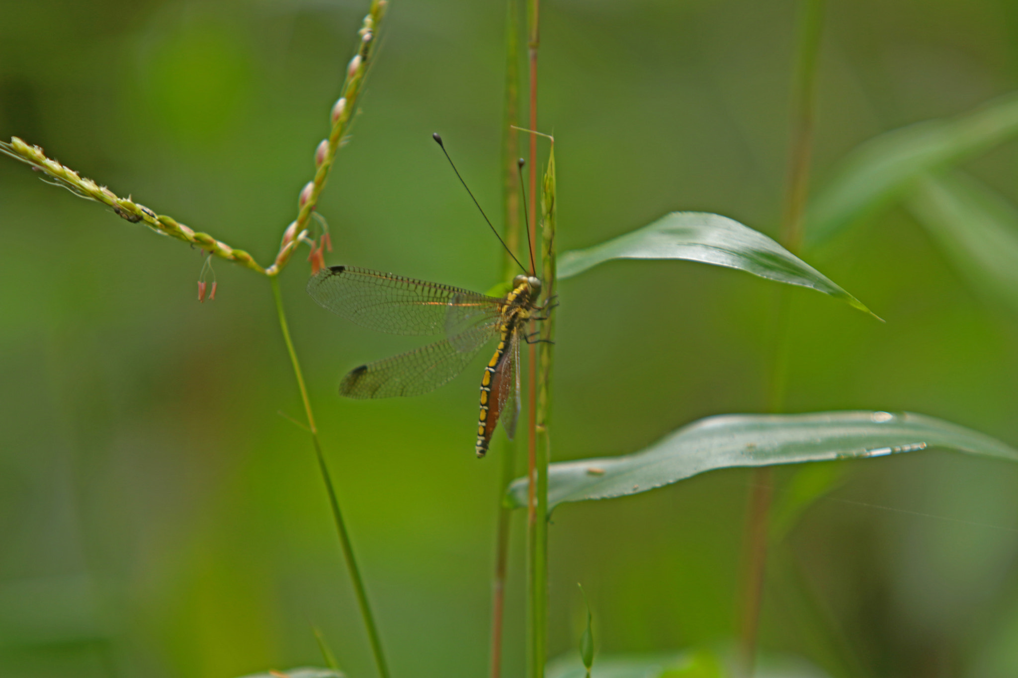 Canon EF 70-200mm F2.8L USM sample photo. Insect photography