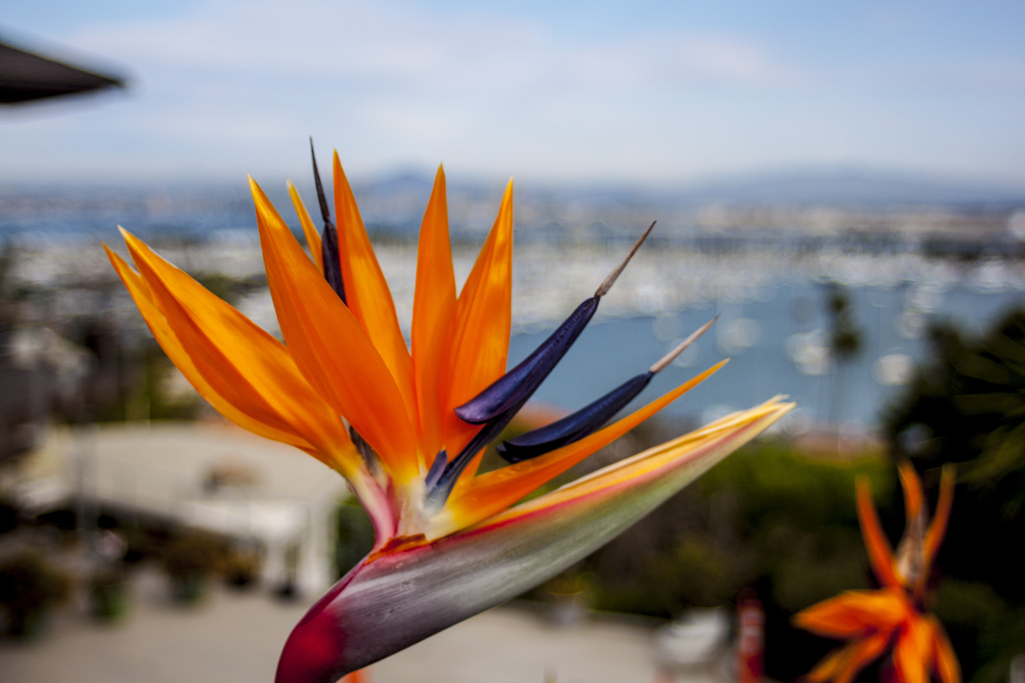 Canon EF 28-80mm f/3.5-5.6 sample photo. Flower with city scenery photography