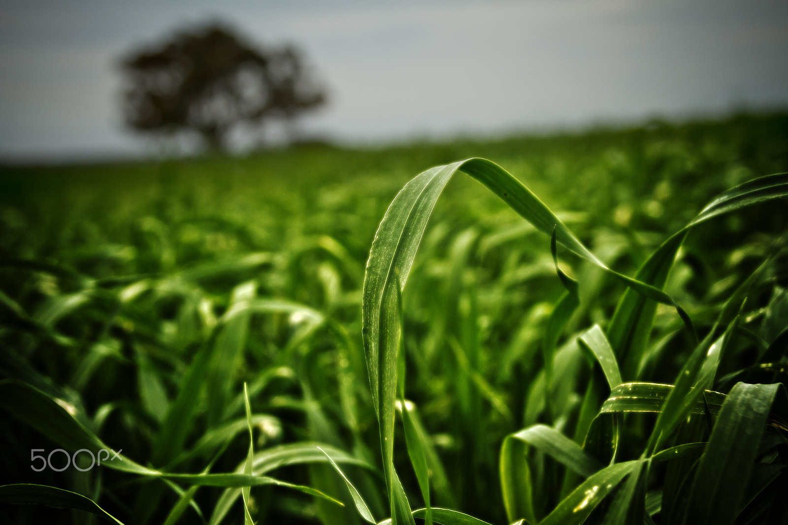 Canon EOS 7D + Sigma 18-125mm f/3.5-5.6 DC IF ASP sample photo. Leaf photography