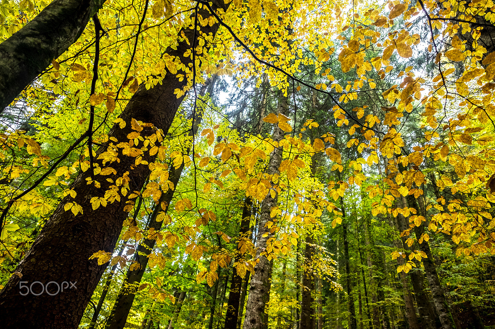 Fujifilm X-T10 + Fujifilm XF 14mm F2.8 R sample photo. Autunno in cansiglio            dscf photography