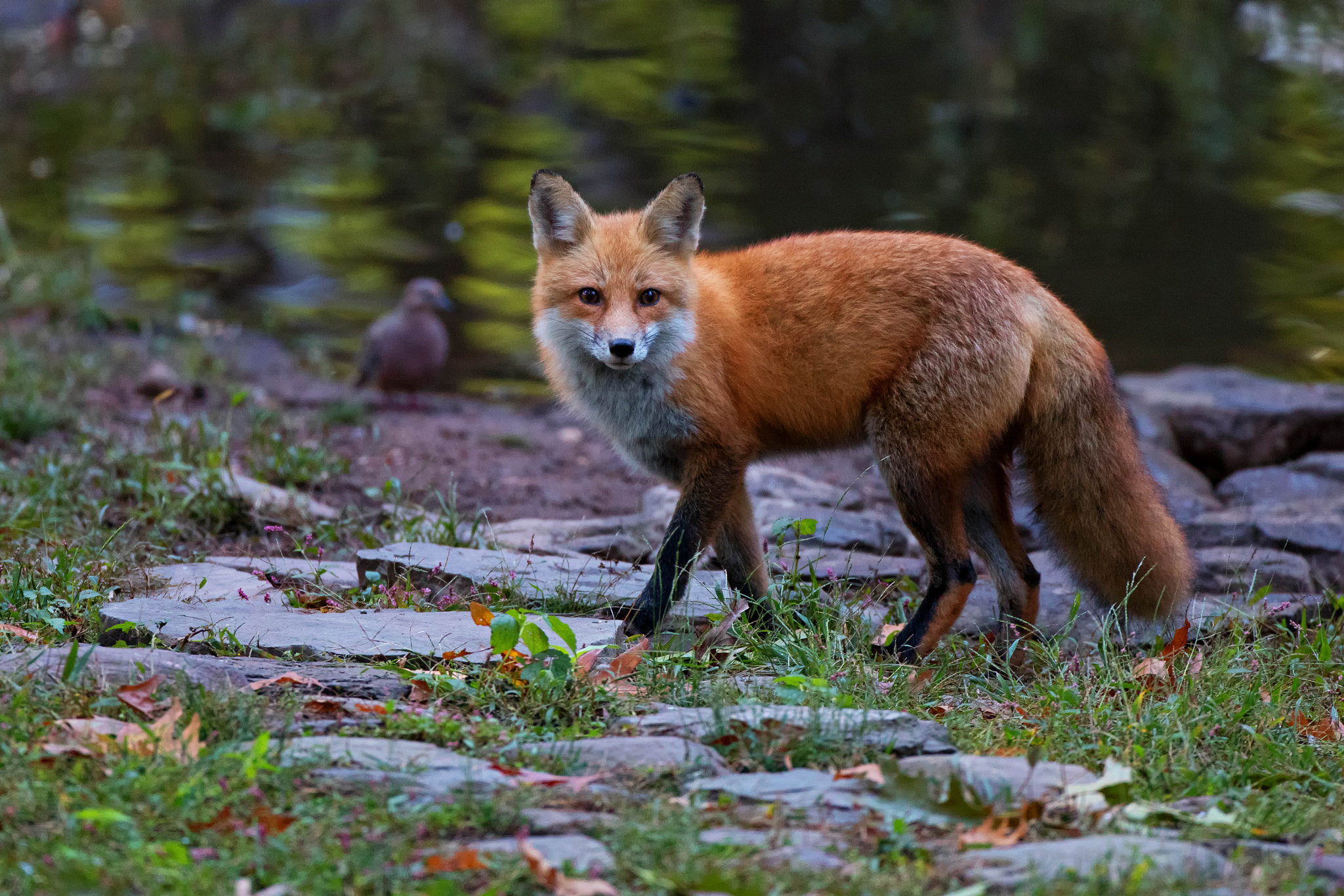 Canon EOS 80D + Canon EF 500mm F4L IS USM sample photo. The fox and the dove photography