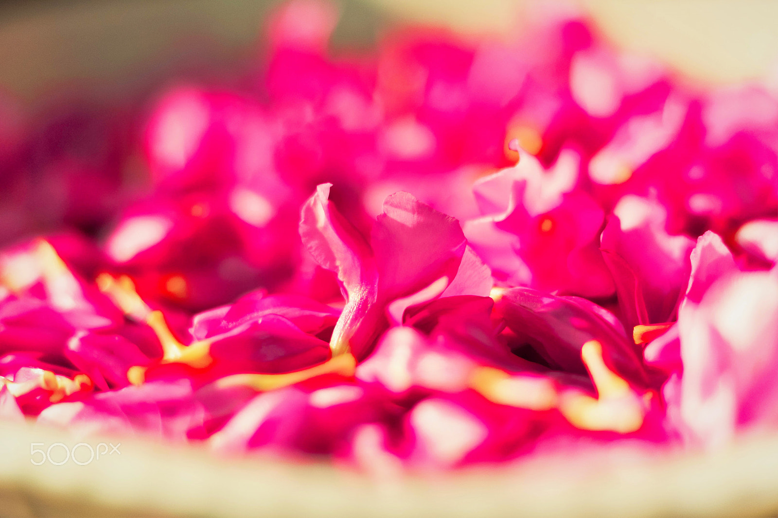 Sony DT 50mm F1.8 SAM sample photo. Pinky photography