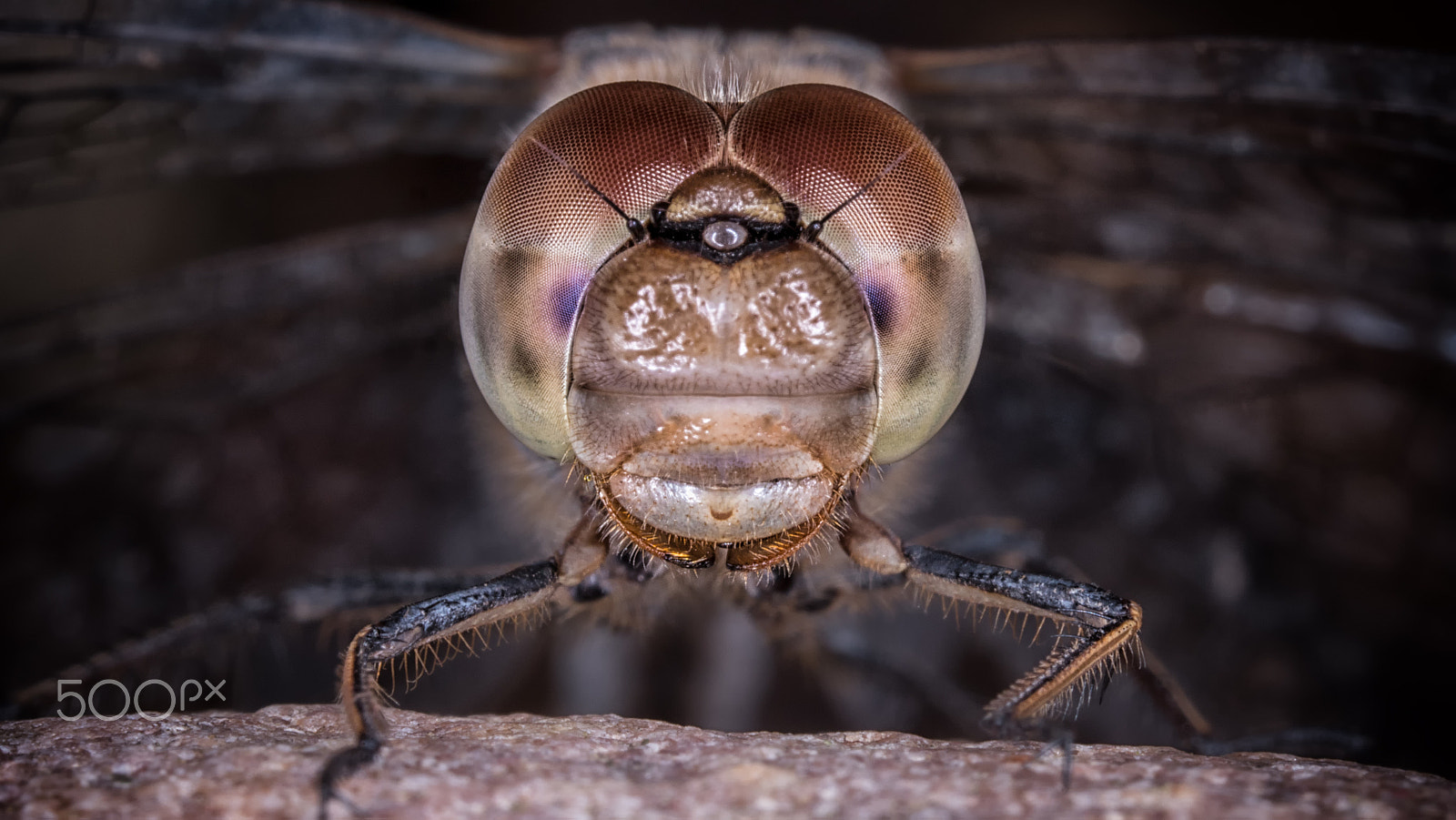 Olympus M.Zuiko Digital ED 60mm F2.8 Macro sample photo. Spot on! photography