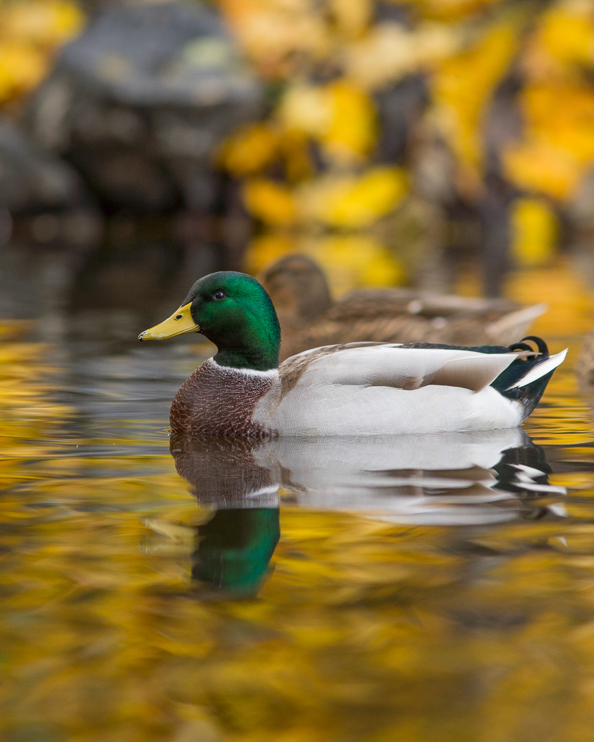Canon EF 300mm F4L IS USM sample photo